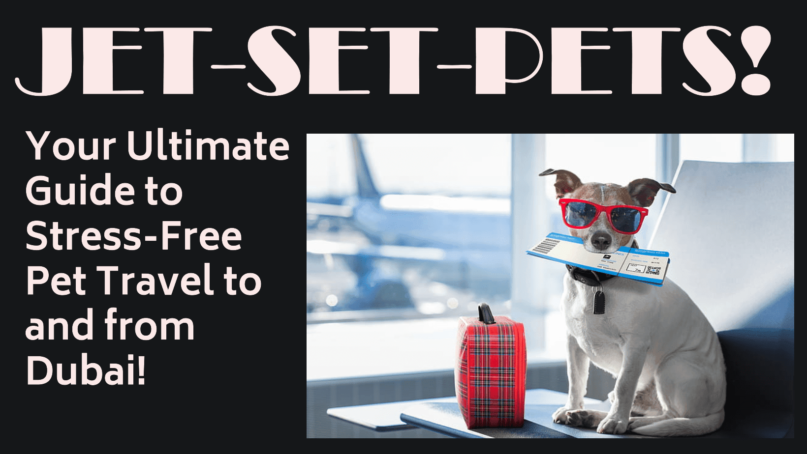 Jet-Set Pets: Your Ultimate Guide to Stress-Free Pet Travel to and from Dubai!