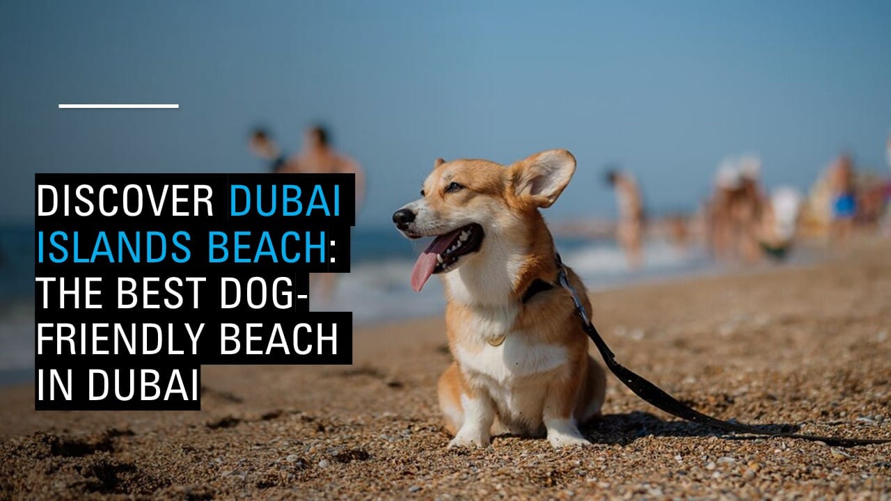 Dubai Islands Beach: The Best Dog-Friendly Beach in Dubai Dubai Islands Beach: The Best Dog-Friendly Beach in Dubai