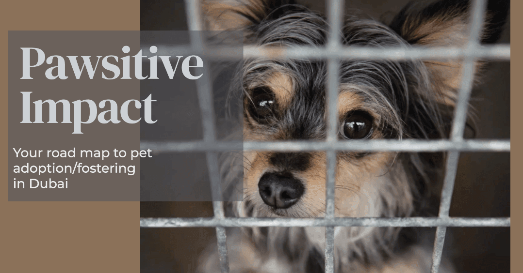 Pawsitive Impact: Your Roadmap to Pet Adoption and Fostering In Dubai Pawsitive Impact: Your Roadmap to Pet Adoption and Fostering In Dubai