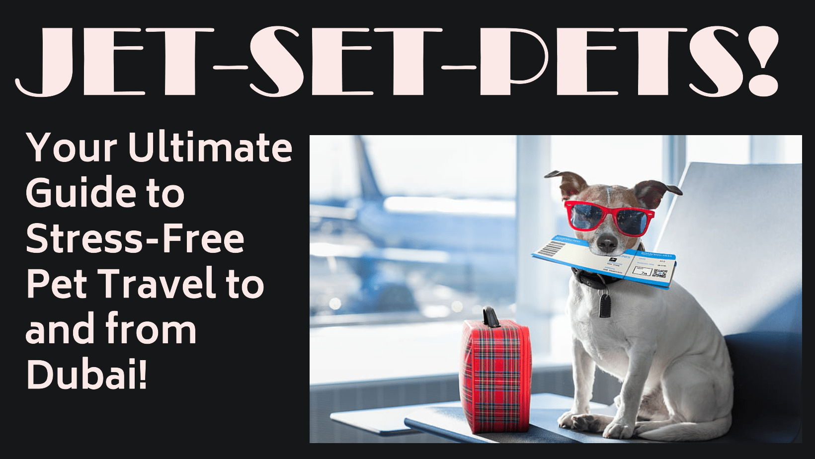 travel with pet