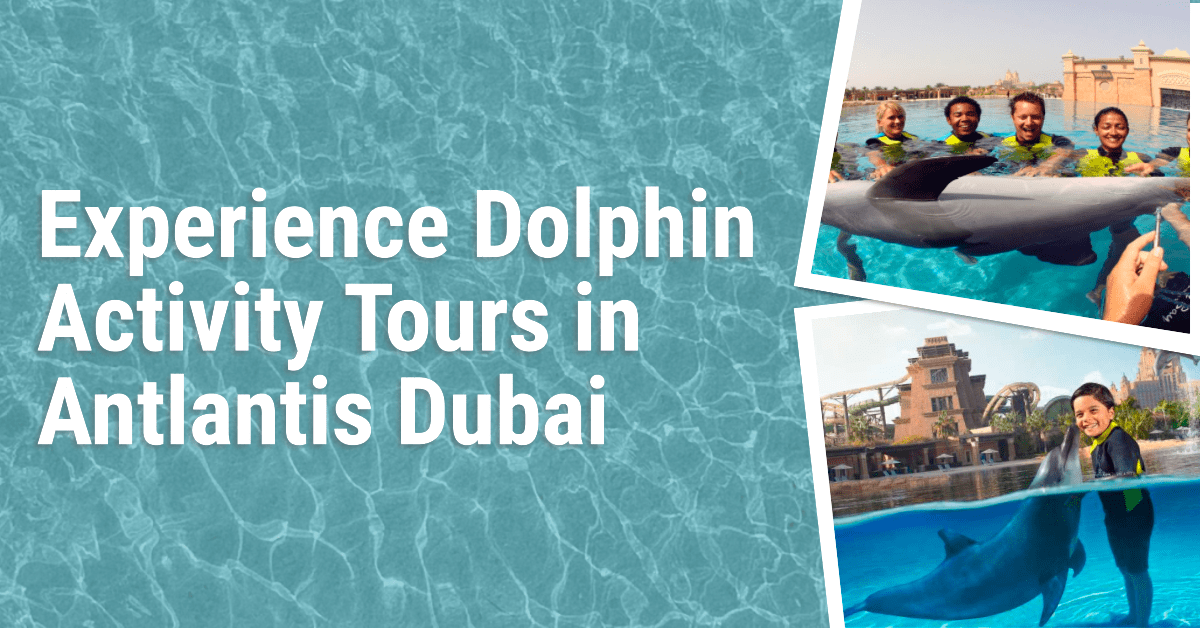 Dolphin Activity Tours