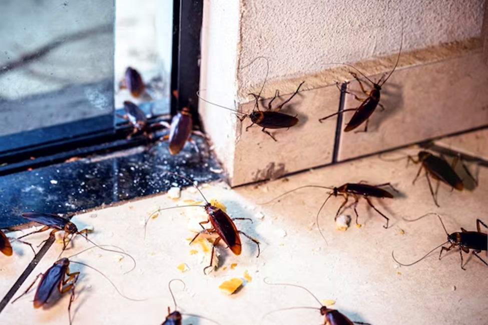 DIY or Professional Pest Control in Dubai