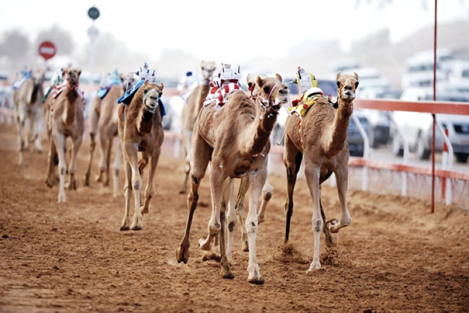 Take Al Dhaid City All-Day Activities