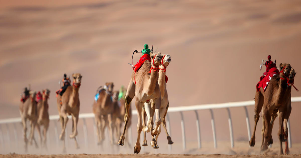 Camel Race Desert Liwa