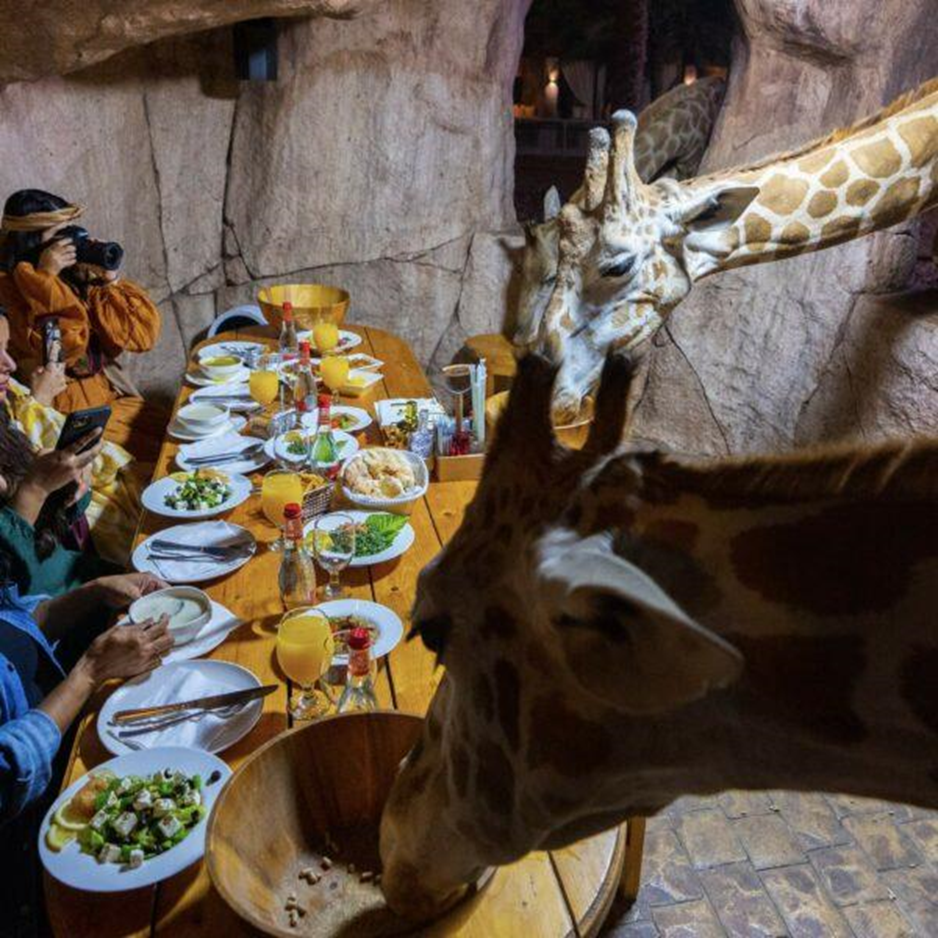 Al Ain Zoo Dining
