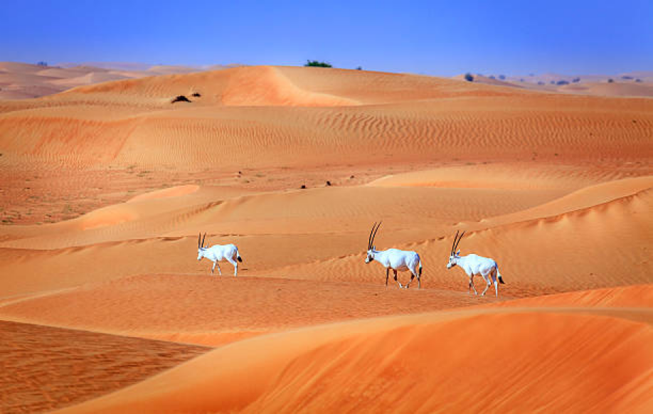 Desert Conservation Reserve