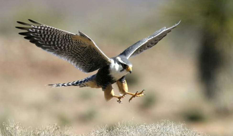 National Bird: The Falcon