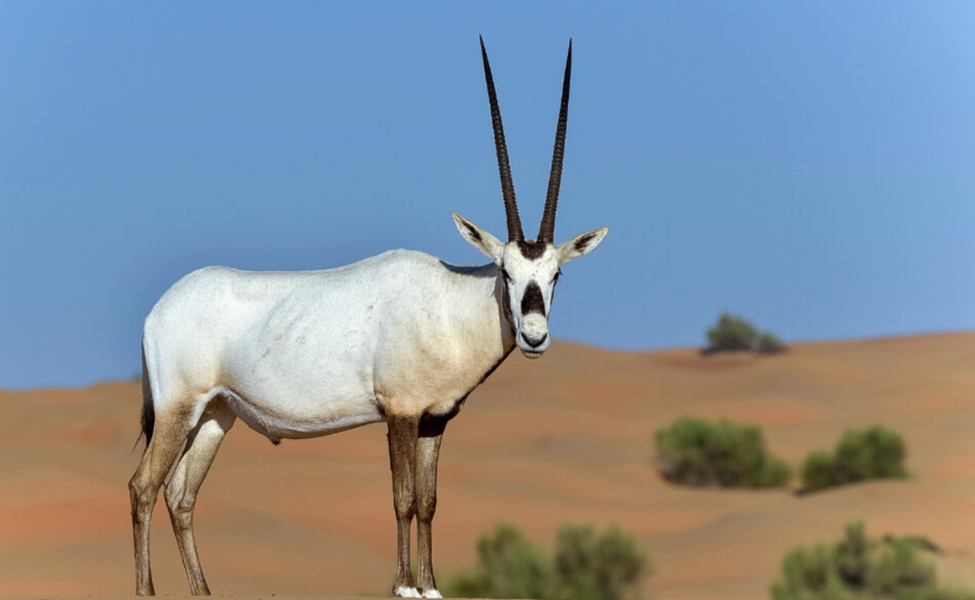 National Animal: The Arabian Oryx