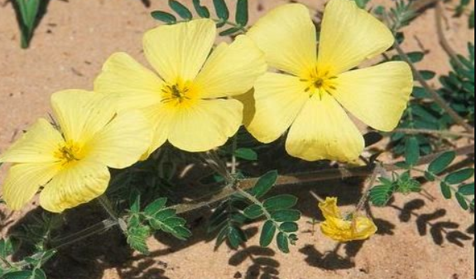 National Flower: Tribulus Omanense