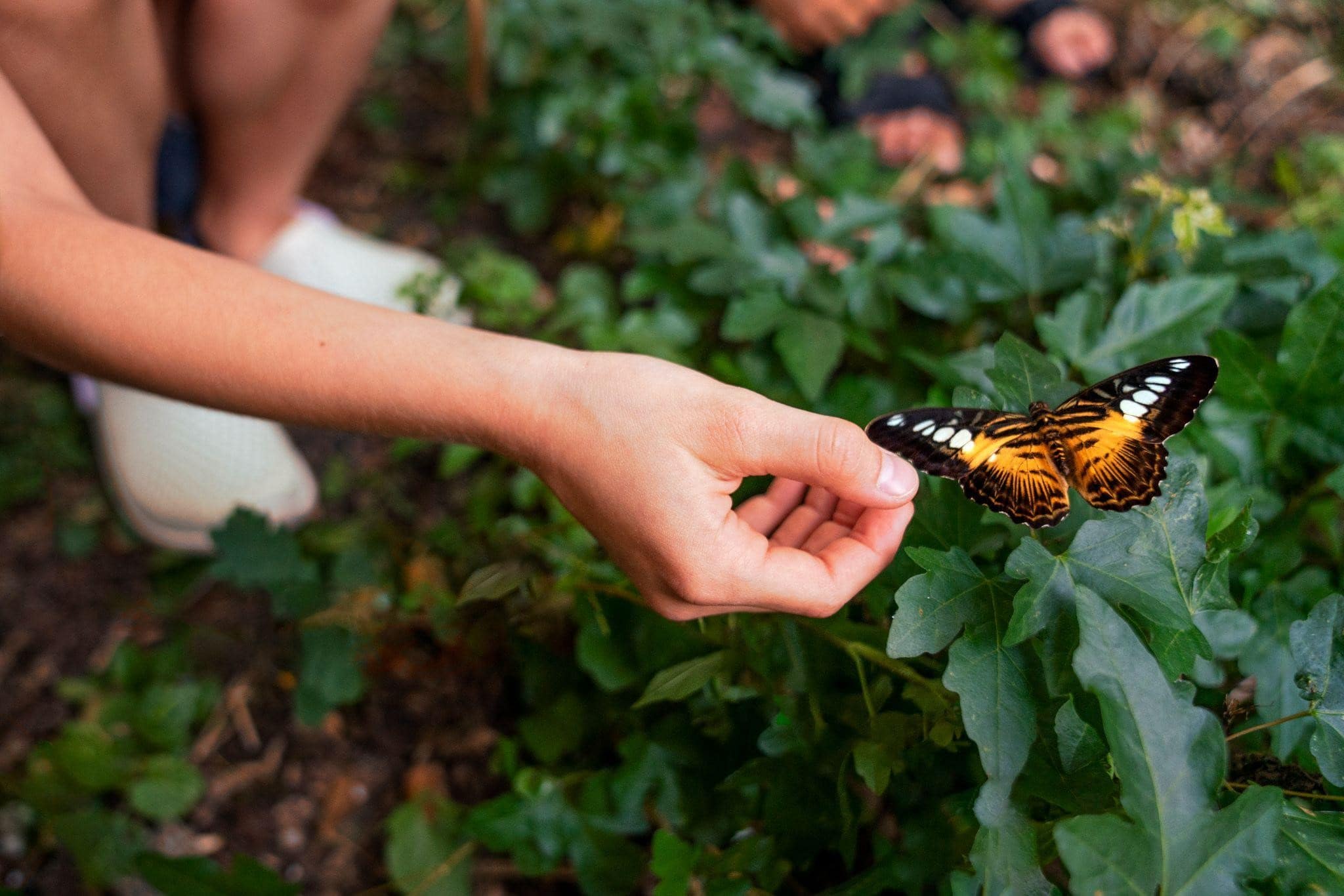 Butterfly Garden