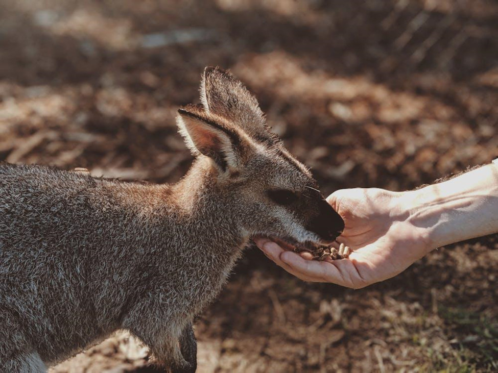 Australia