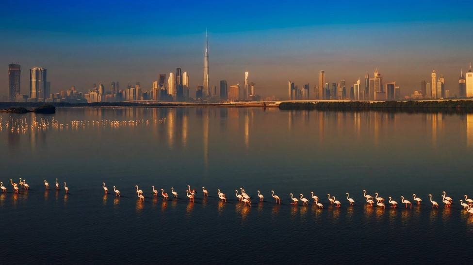 Ras Al Khor Wildlife Sanctuary